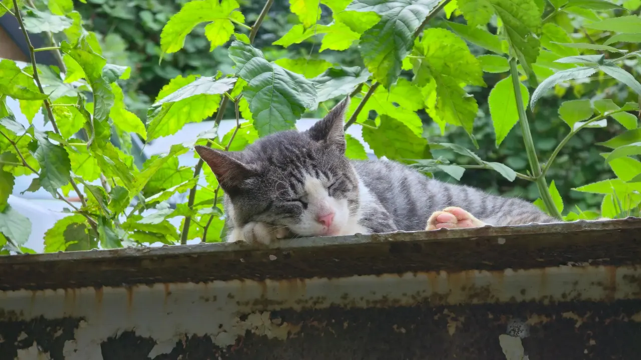 猫咪的天堂 日本猫岛之田代岛